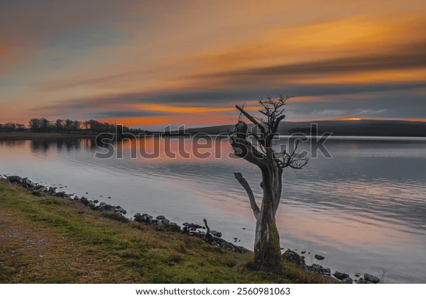 tree by lake