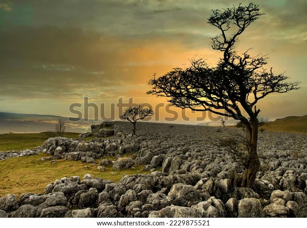 trees in rocks